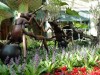 Bellagio - Conservatory Display 2